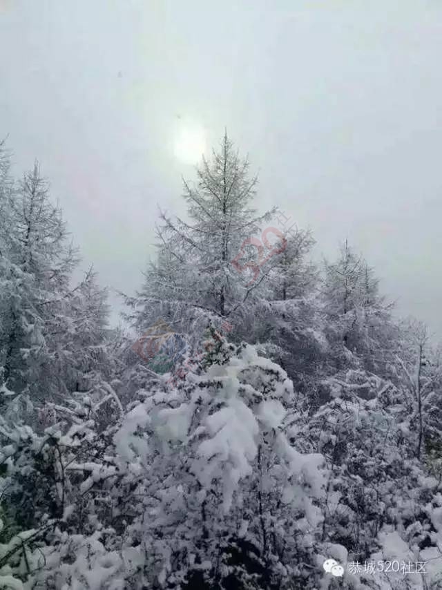 【雪景图集】恭城各地银装素裹，美得不要不要滴~~396 / 作者:深秋的落叶 / 帖子ID:162737