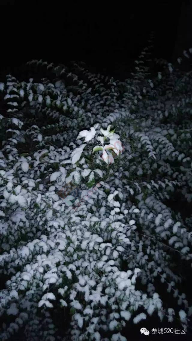 【雪景图集】恭城各地银装素裹，美得不要不要滴~~563 / 作者:深秋的落叶 / 帖子ID:162737