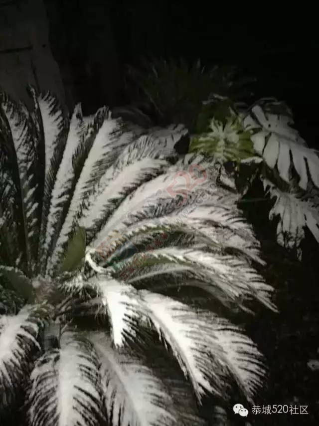 【雪景图集】恭城各地银装素裹，美得不要不要滴~~879 / 作者:深秋的落叶 / 帖子ID:162737