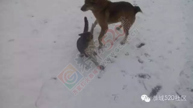 【雪景图集】恭城各地银装素裹，美得不要不要滴~~734 / 作者:深秋的落叶 / 帖子ID:162737