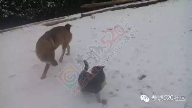 【雪景图集】恭城各地银装素裹，美得不要不要滴~~549 / 作者:深秋的落叶 / 帖子ID:162737