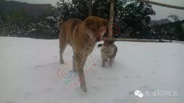 【雪景图集】恭城各地银装素裹，美得不要不要滴~~809 / 作者:深秋的落叶 / 帖子ID:162737