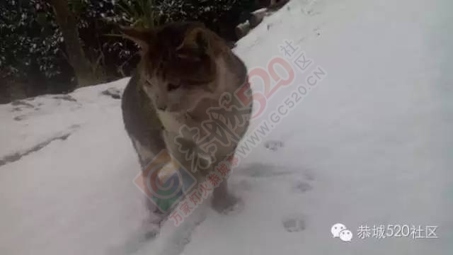 【雪景图集】恭城各地银装素裹，美得不要不要滴~~949 / 作者:深秋的落叶 / 帖子ID:162737
