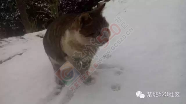 【雪景图集】恭城各地银装素裹，美得不要不要滴~~742 / 作者:深秋的落叶 / 帖子ID:162737