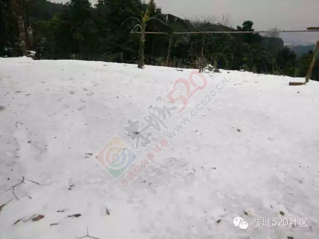 【雪景图集】恭城各地银装素裹，美得不要不要滴~~423 / 作者:深秋的落叶 / 帖子ID:162737
