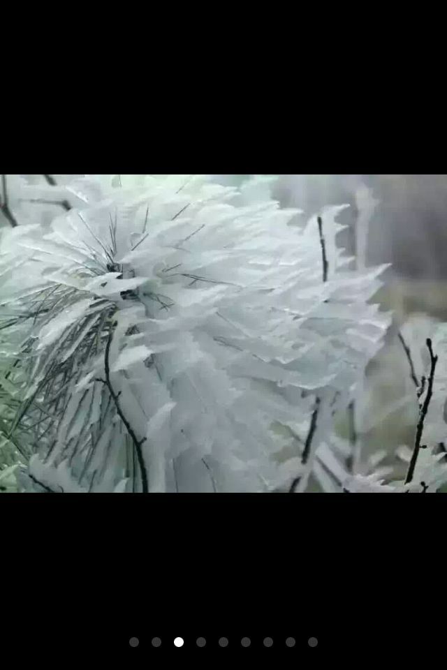 七绝--雪花441 / 作者:茶江飞雪 / 帖子ID:162751