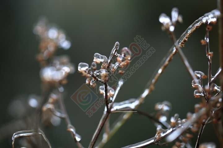 散文--雪718 / 作者:茶江飞雪 / 帖子ID:162753