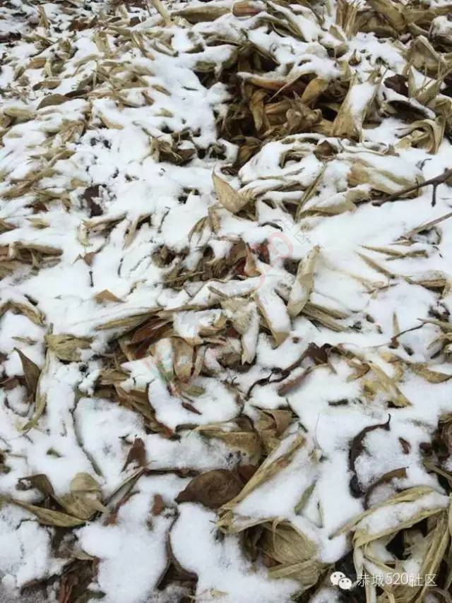 【雪景图集】恭城各地银装素裹，美得不要不要滴~~731 / 作者:深秋的落叶 / 帖子ID:162737