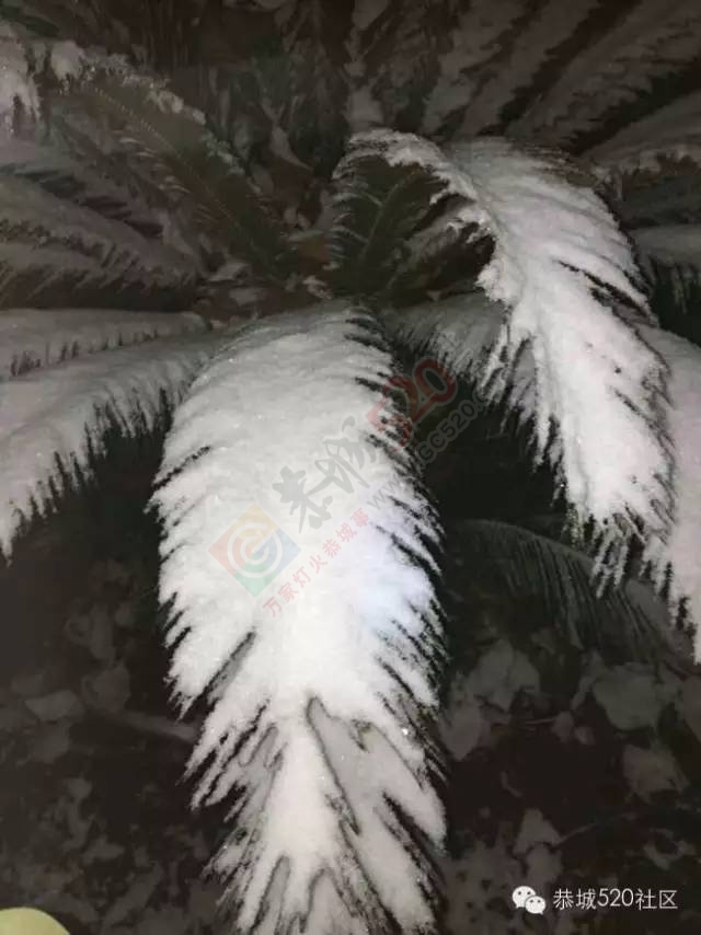 【雪景图集】恭城各地银装素裹，美得不要不要滴~~12 / 作者:深秋的落叶 / 帖子ID:162737