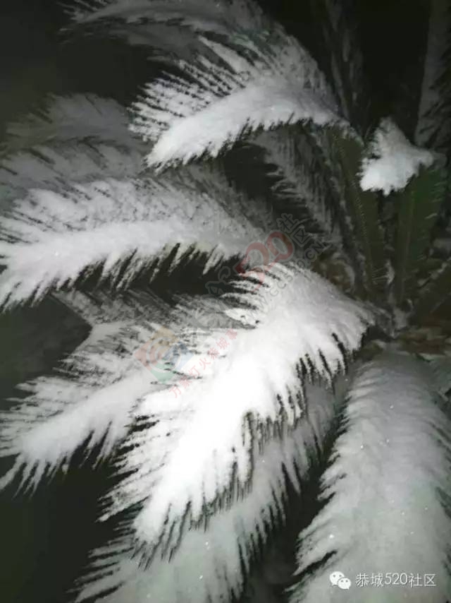 【雪景图集】恭城各地银装素裹，美得不要不要滴~~267 / 作者:深秋的落叶 / 帖子ID:162737