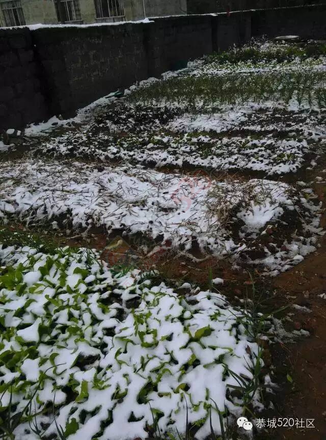 【雪景图集】恭城各地银装素裹，美得不要不要滴~~358 / 作者:深秋的落叶 / 帖子ID:162737