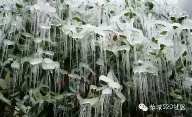 【雪景图集】恭城各地银装素裹，美得不要不要滴~~643 / 作者:深秋的落叶 / 帖子ID:162737