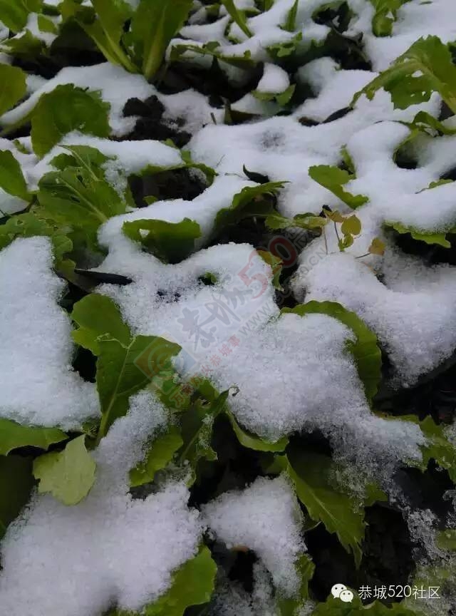 【雪景图集】恭城各地银装素裹，美得不要不要滴~~918 / 作者:深秋的落叶 / 帖子ID:162737