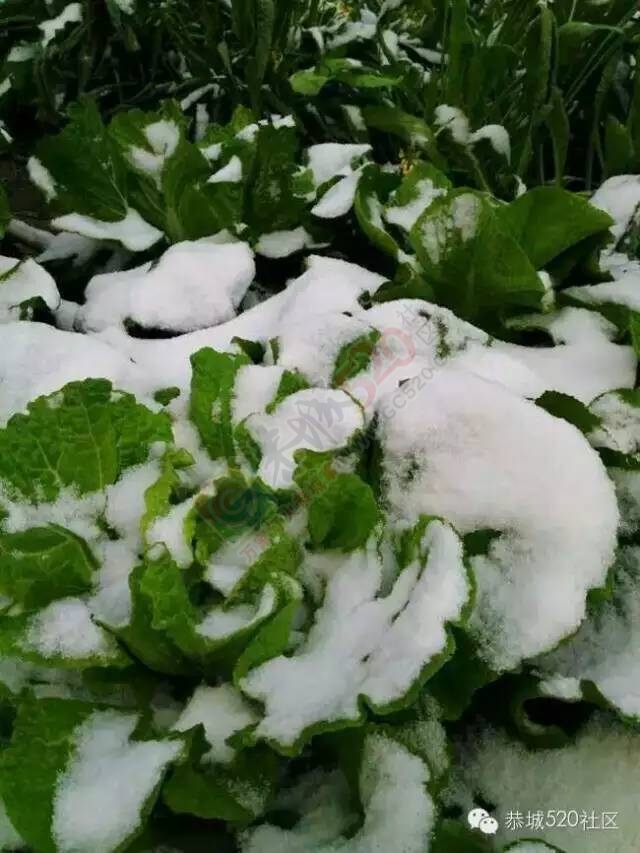 【雪景图集】恭城各地银装素裹，美得不要不要滴~~120 / 作者:深秋的落叶 / 帖子ID:162737
