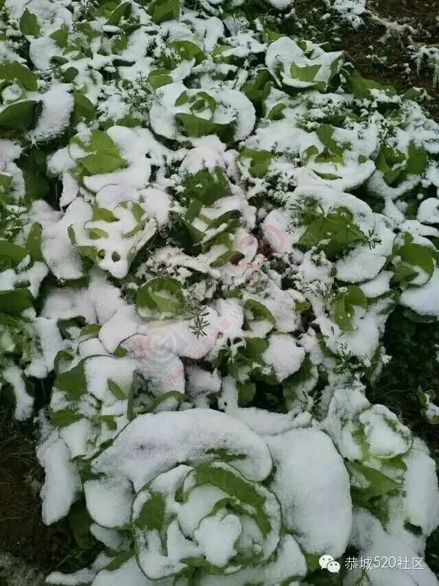 【雪景图集】恭城各地银装素裹，美得不要不要滴~~593 / 作者:深秋的落叶 / 帖子ID:162737