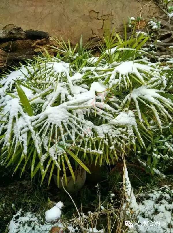 【雪景图集】恭城各地银装素裹，美得不要不要滴~~887 / 作者:深秋的落叶 / 帖子ID:162737