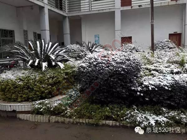 【雪景图集】恭城各地银装素裹，美得不要不要滴~~114 / 作者:深秋的落叶 / 帖子ID:162737