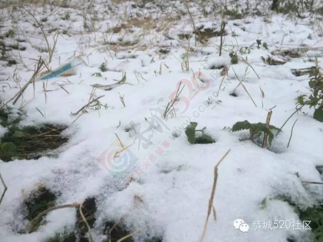 【雪景图集】恭城各地银装素裹，美得不要不要滴~~688 / 作者:深秋的落叶 / 帖子ID:162737