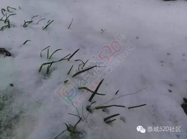 【雪景图集】恭城各地银装素裹，美得不要不要滴~~889 / 作者:深秋的落叶 / 帖子ID:162737