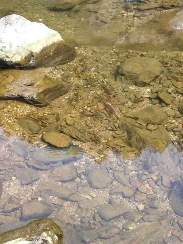 欢迎大家来到观音水滨岗子上！！667 / 作者:流逝的青春 / 帖子ID:162808