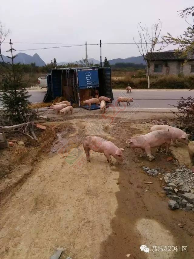 恭城嘉会至栗木路段发生车祸，满地“二师兄”。822 / 作者:深秋的落叶 / 帖子ID:162906