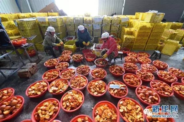 广西恭城：月柿深加工富瑶乡672 / 作者:脚踏实地 / 帖子ID:163010