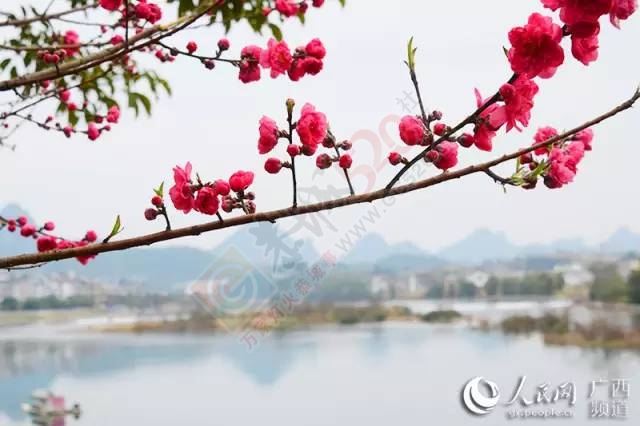 广西恭城瑶乡春花烂漫878 / 作者:脚踏实地 / 帖子ID:163567