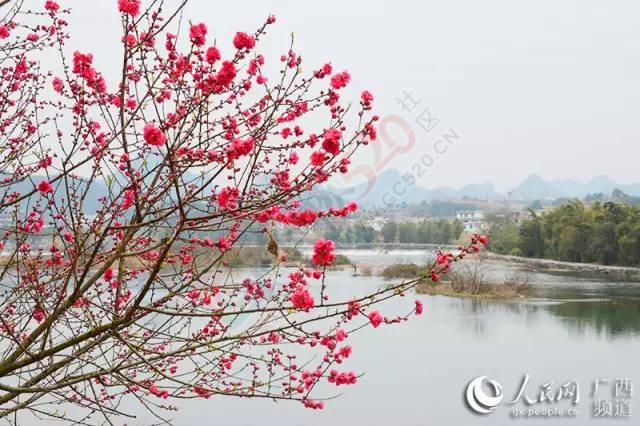 广西恭城瑶乡春花烂漫445 / 作者:脚踏实地 / 帖子ID:163567