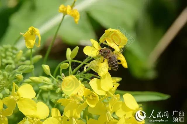 广西恭城瑶乡春花烂漫481 / 作者:脚踏实地 / 帖子ID:163567