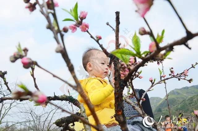 广西恭城瑶乡春花烂漫750 / 作者:脚踏实地 / 帖子ID:163567