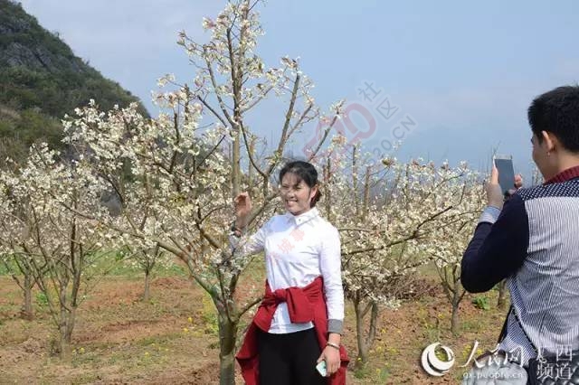 广西恭城瑶乡春花烂漫567 / 作者:脚踏实地 / 帖子ID:163567