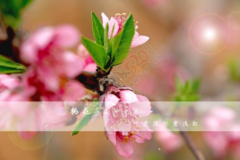【二月春风桃花开】914 / 作者:重口味 / 帖子ID:163693