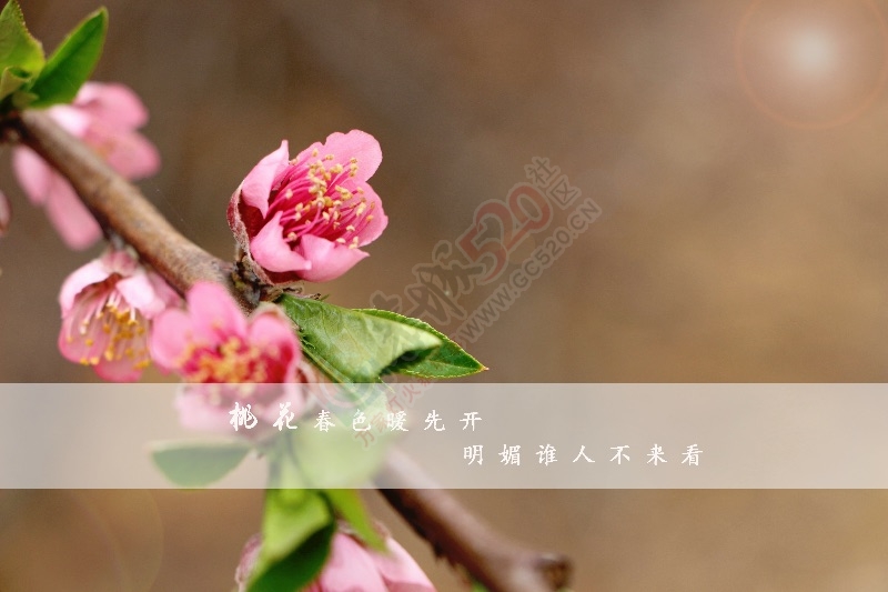 【二月春风桃花开】365 / 作者:重口味 / 帖子ID:163693