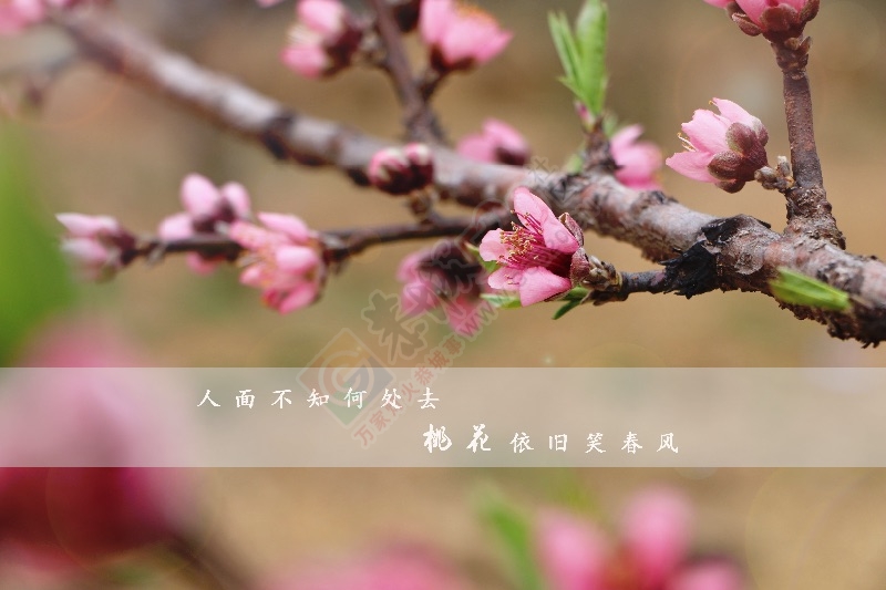【二月春风桃花开】825 / 作者:重口味 / 帖子ID:163693