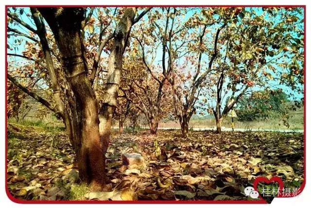 恭城志凯你来过满？773 / 作者:脚踏实地 / 帖子ID:163755