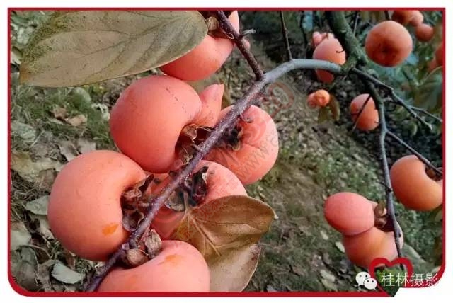 恭城志凯你来过满？258 / 作者:脚踏实地 / 帖子ID:163755