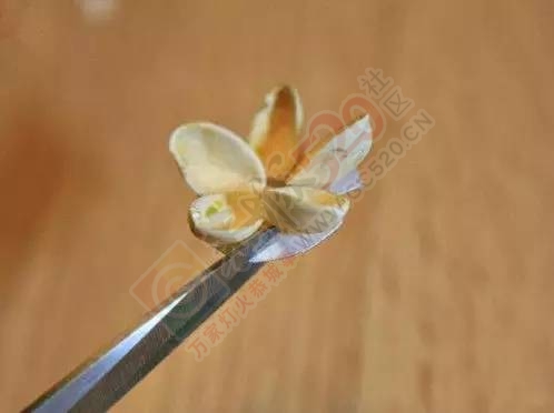 开心果壳吃完千万别扔，它还有9大逆天用处！880 / 作者:人艰不拆 / 帖子ID:163844