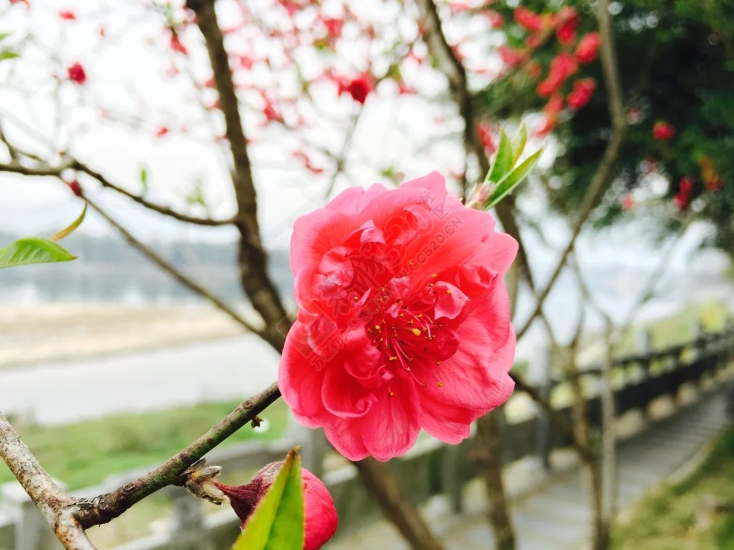 春316 / 作者:康小新 / 帖子ID:164074