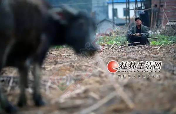恭城一村民30多年来只养牛不杀牛 现养有23头大水牛824 / 作者:脚踏实地 / 帖子ID:164134