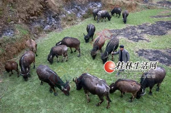 恭城一村民30多年来只养牛不杀牛 现养有23头大水牛601 / 作者:脚踏实地 / 帖子ID:164134