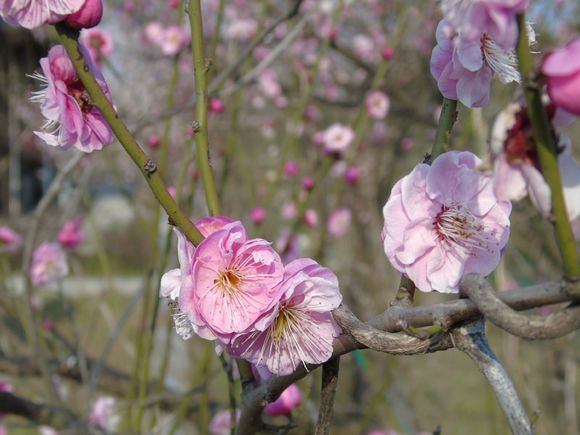 今年桃花特别旺盛32 / 作者:小江鱼 / 帖子ID:164188