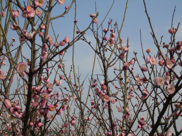 今年桃花特别旺盛17 / 作者:小江鱼 / 帖子ID:164188