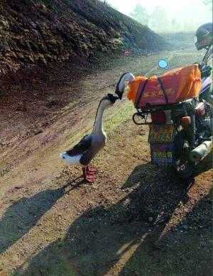 鹅侣泪别431 / 作者:茶江飞雪 / 帖子ID:164275