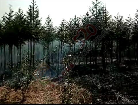 恭城同乐村大火烧山185 / 作者:恭城靠大家 / 帖子ID:164374
