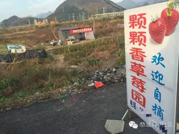 外地游客爆恭城动车站旁自摘草莓黑心宰客730 / 作者:深秋的落叶 / 帖子ID:164378