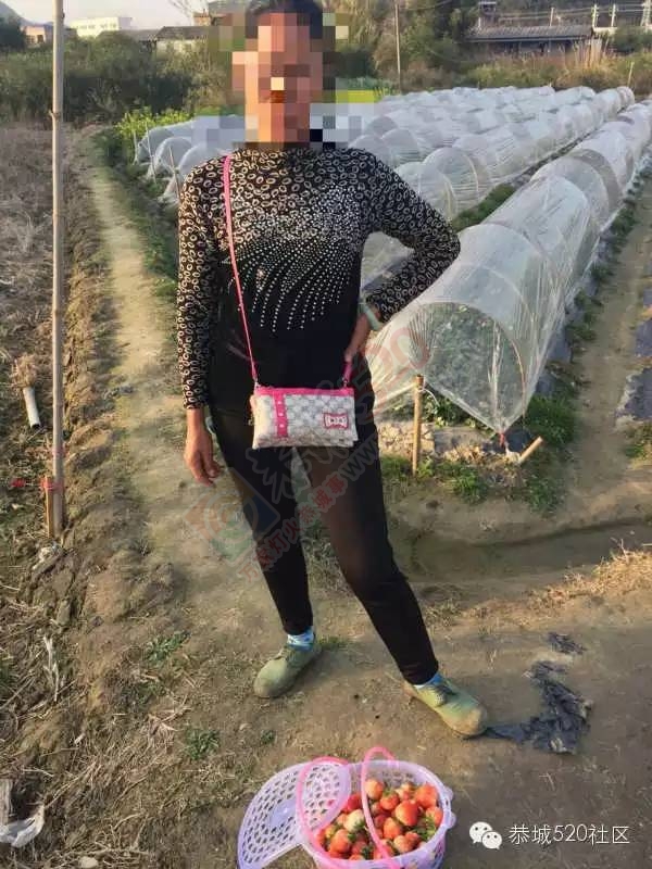 外地游客爆恭城动车站旁自摘草莓黑心宰客835 / 作者:深秋的落叶 / 帖子ID:164378