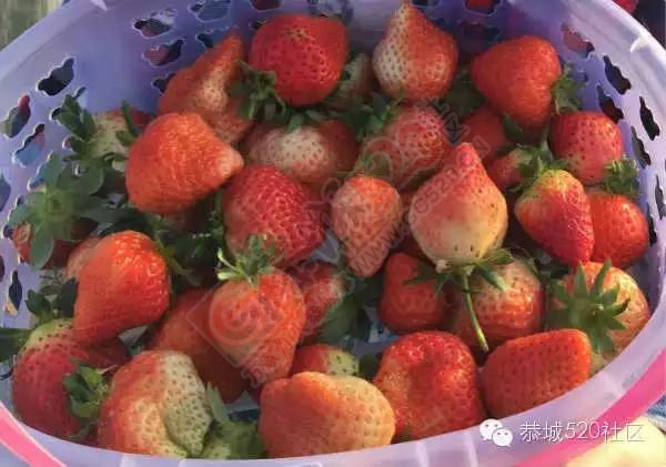 外地游客爆恭城动车站旁自摘草莓黑心宰客436 / 作者:深秋的落叶 / 帖子ID:164378