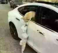 鹅侣泪别140 / 作者:茶江飞雪 / 帖子ID:164275