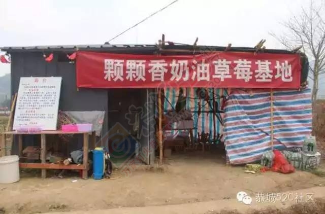 恭城高铁站草莓园被爆“宰客”和“恶狗咬小孩”后，老板竟做出这事！497 / 作者:深秋的落叶 / 帖子ID:164663