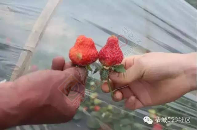 恭城高铁站草莓园被爆“宰客”和“恶狗咬小孩”后，老板竟做出这事！943 / 作者:深秋的落叶 / 帖子ID:164663
